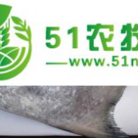 金鯧魚(yú)批量銷售