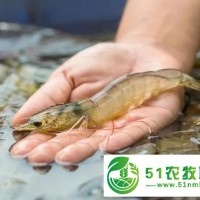 湖北華沃生態(tài)農(nóng)業(yè)有限公司：大棚養(yǎng)蝦的利潤(rùn)與成本分析