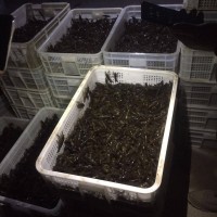 荊門小龍蝦 養(yǎng)蝦 龍蝦的價(jià)格