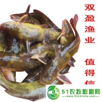 黃骨魚(yú)苗 淡水養(yǎng)殖良品種 生長(zhǎng)快 運(yùn)輸耐活 支持少量發(fā)貨