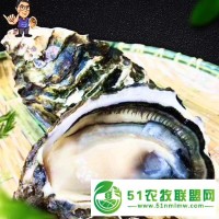 山東生蠔乳山蠔有批發(fā)市場2倍3倍體規(guī)格齊全