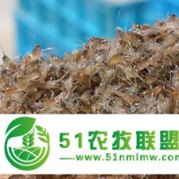 興文縣淡水龍蝦苗養(yǎng)殖場基地 大量批發(fā)