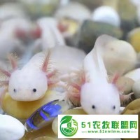 長春六角恐龍魚