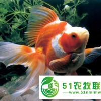 沈陽觀賞魚喂養(yǎng),大連觀賞魚喂養(yǎng)有賣,天源漁業(yè)