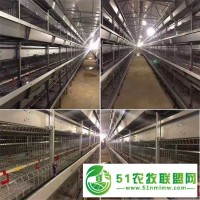 層疊框架蛋雞籠熱鍍鋅雞籠皮帶清糞一體設(shè)計歡迎來電質(zhì)詢