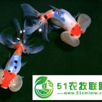 五花水泡金魚活體魚冷水魚淡水魚自家魚場**批發(fā)魚苗徐州金魚 金魚養(yǎng)殖場 金魚魚苗