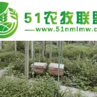 蜜蜂養(yǎng)殖技術(shù)，怎么給蜜蜂喂水