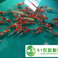 55-60公分大四家錦鯉零售漁場**日本錦鯉魚活體批發(fā)