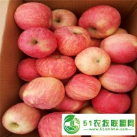 供應80山東冷庫蘋果新價格山東冷庫蘋果批發(fā)價格