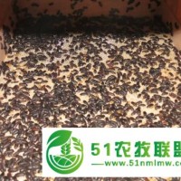 供甘肅黃粉蟲(chóng)養(yǎng)殖