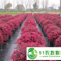 湖北金森女貞小苗市場(chǎng)價(jià)多少 鑄造輝煌 咸安區(qū)春城苗圃供應(yīng)