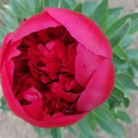 **觀賞芍藥、芍藥育苗、芍藥批發(fā)價(jià)格