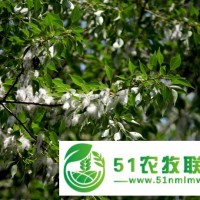滄州市小葉楊種植價格