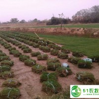 江蘇句容草坪**/天堂419草坪/黑麥草草坪/馬尼拉草坪/歡迎大家來選購?。?/></a>
<div><a href=
