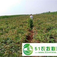 收益早 漯河赤芍藥苗基地