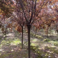 紅葉李8-15公分