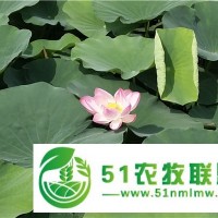 保定荷花苗基地-荷花苗價格-荷花苗廠家-萬荷環(huán)保