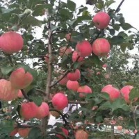 【蘋果苗價格】蘋果苗什么品種較好