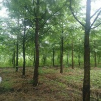 成都水杉基地5-15公分高桿水杉揮淚大甩賣價(jià)格低