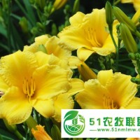 宿根花卉批發(fā)價(jià)格