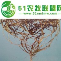 龍搏十號批發(fā)