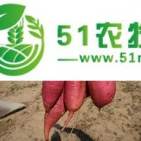 蘭州紅薯苗供應 秦薯4號紅薯苗*原種