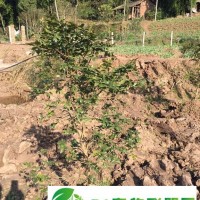2年栽，四川嘉寶果|樹葡萄|樹苗批發(fā)|種植培訓|價格優(yōu)惠