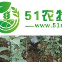 玉蘭嫁接工人.玉蘭嫁接隊(duì)伍.玉蘭嫁接.玉蘭小苗嫁接