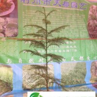 湖北柳杉苗/柳杉樹/利川信都基地**/物美**，適合造林、人造森林公園、森林城市