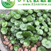 無(wú)土栽培陶粒 水培蔬菜無(wú)土栽培