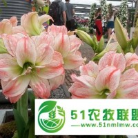 北京供應荷蘭進口朱*紅種球 圃朗特朱*紅 重瓣 進口 大種球 粉色/白邊