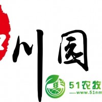 成都一串紅基地 批發(fā)一串紅 一串紅價格 **草花 成都苗木