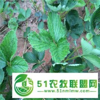 全*草莓苗繁育基地 全*草莓苗產(chǎn)量