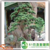 仿真松樹(shù)盆栽 室內(nèi)軟裝飾 人造假松樹(shù) 仿真植物工藝 玻璃鋼