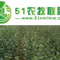 供應(yīng)蘋果苗 山東蘋果苗 泰安蘋果苗 紅富士蘋果苗