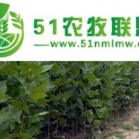 供應(yīng)山東法桐樹(shù)苗1-2公分法桐小苗