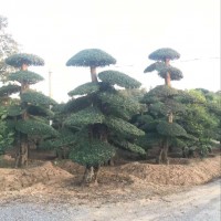 湖北京山對(duì)節(jié)白蠟小苗