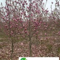 安徽合肥主產(chǎn)苗木紅花玉蘭，肥西紫玉蘭地徑2-12公分價格圖片