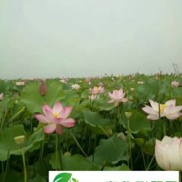 荷花苗零售批發(fā)就找玖水蓮種植合作社