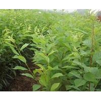 供應(yīng)山東**榆葉梅樹苗|山東**榆葉梅樹苗|價格較低，誠信為本