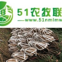 占地白皮松批發(fā)