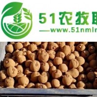 魔芋種子，魔芋種子批發(fā)