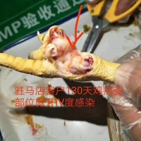 青年雞滑液囊、呼吸道的預(yù)防