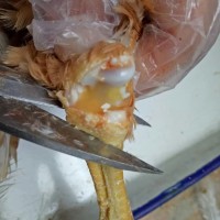 雞滑液囊支原體病能**嗎 出現(xiàn)反復(fù)怎么辦