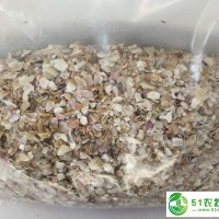 貝殼粉飼料雞蛋預混料添加劑家禽鸚鵡補鈣
