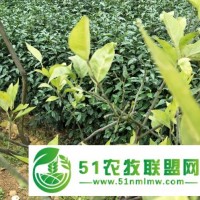 柑橘黃化用中草藥管理*轉綠恢復樹勢