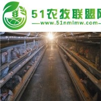 層疊式蛋雞籠經(jīng)濟實惠節(jié)能環(huán)保全自動化養(yǎng)殖