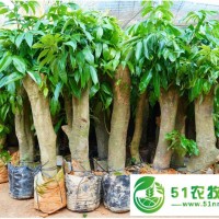 荔枝樁頭樹**綠邦農(nóng)業(yè)，荔枝高壓大苗占地圈枝苗