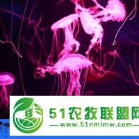 水母缸設(shè)計(jì)-東莞水母缸-帝幽