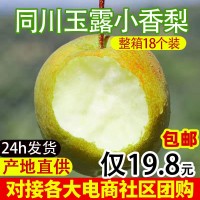 同川玉露小香梨脆甜梨酥梨子水果新鮮整箱應(yīng)季批發(fā)產(chǎn)地直發(fā)